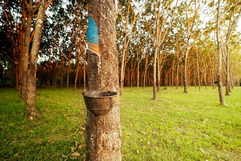 อุตสาหกรรมยางธรรมชาติไทย...จากสวนยางสู่ผลิตภัณฑ์ที่ใช้ในชีวิตประจำวัน